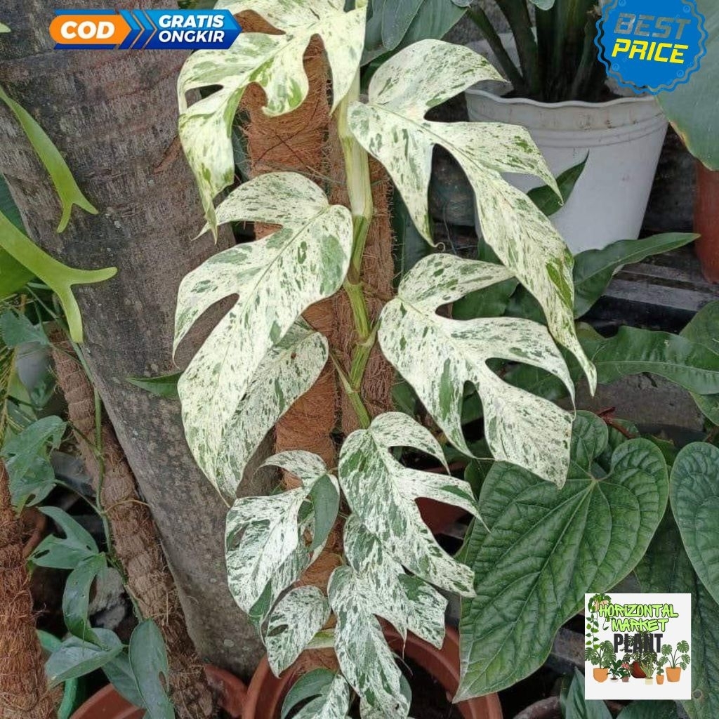 Epipremnum pinatum marble - tanaman hias Epipremnum pinnatum marble