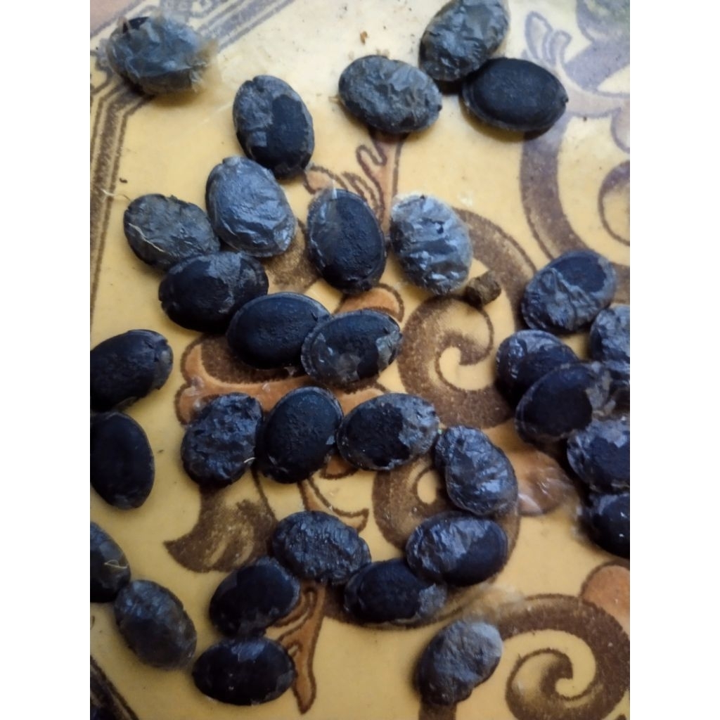 Benih oyong / blustru