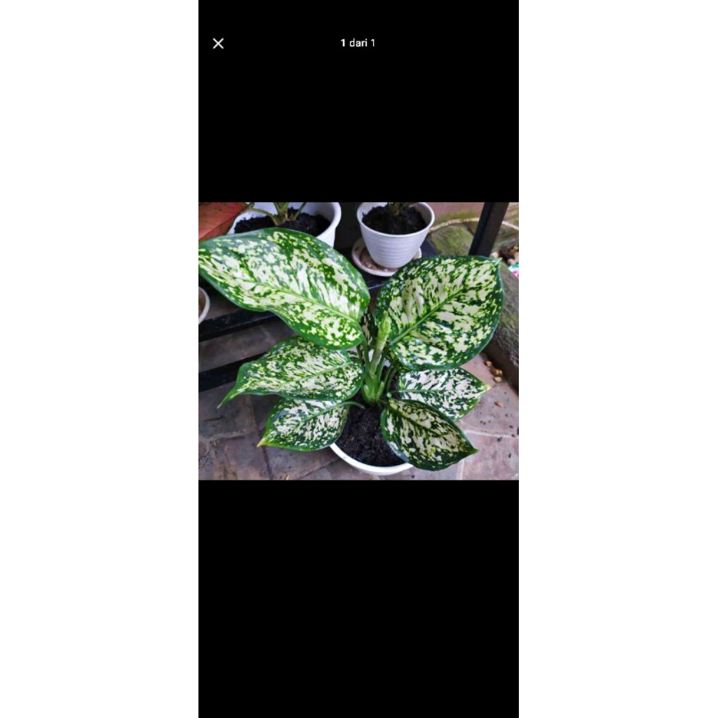 Anakan Aglonema Snow White