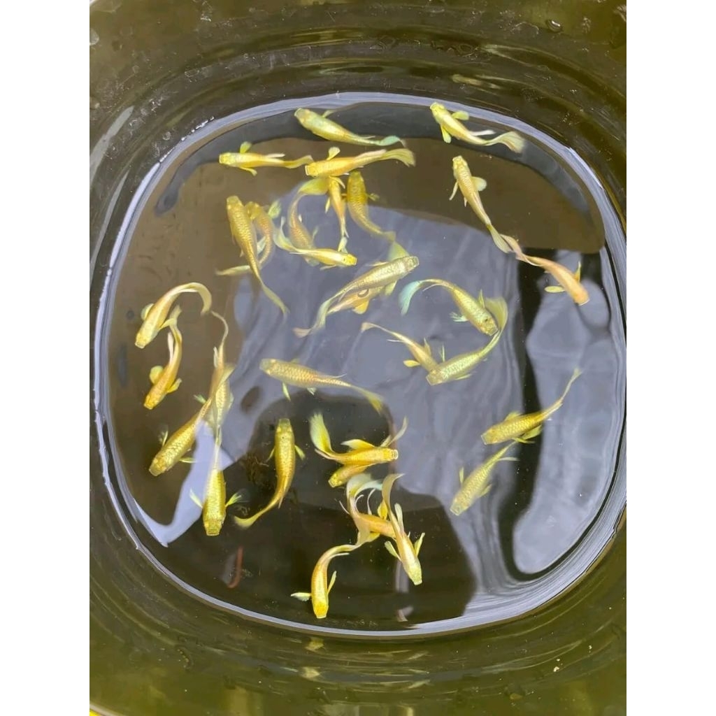 IKAN GUPPY | IKAN HIAS | GUPPY GOLD | GUPPY FULL GOLD LINE VIETNAM