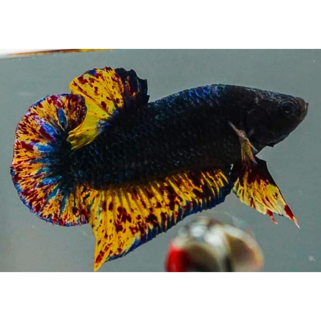 AKSESORIS AQUARIUM SEPASANG CUPANG MGV