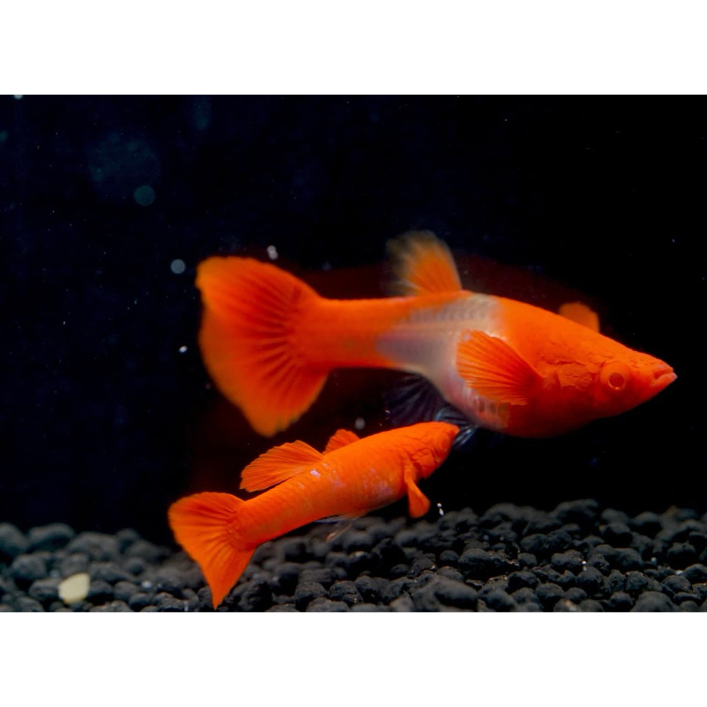 Sticker Guppy Albino Koi Red Ear