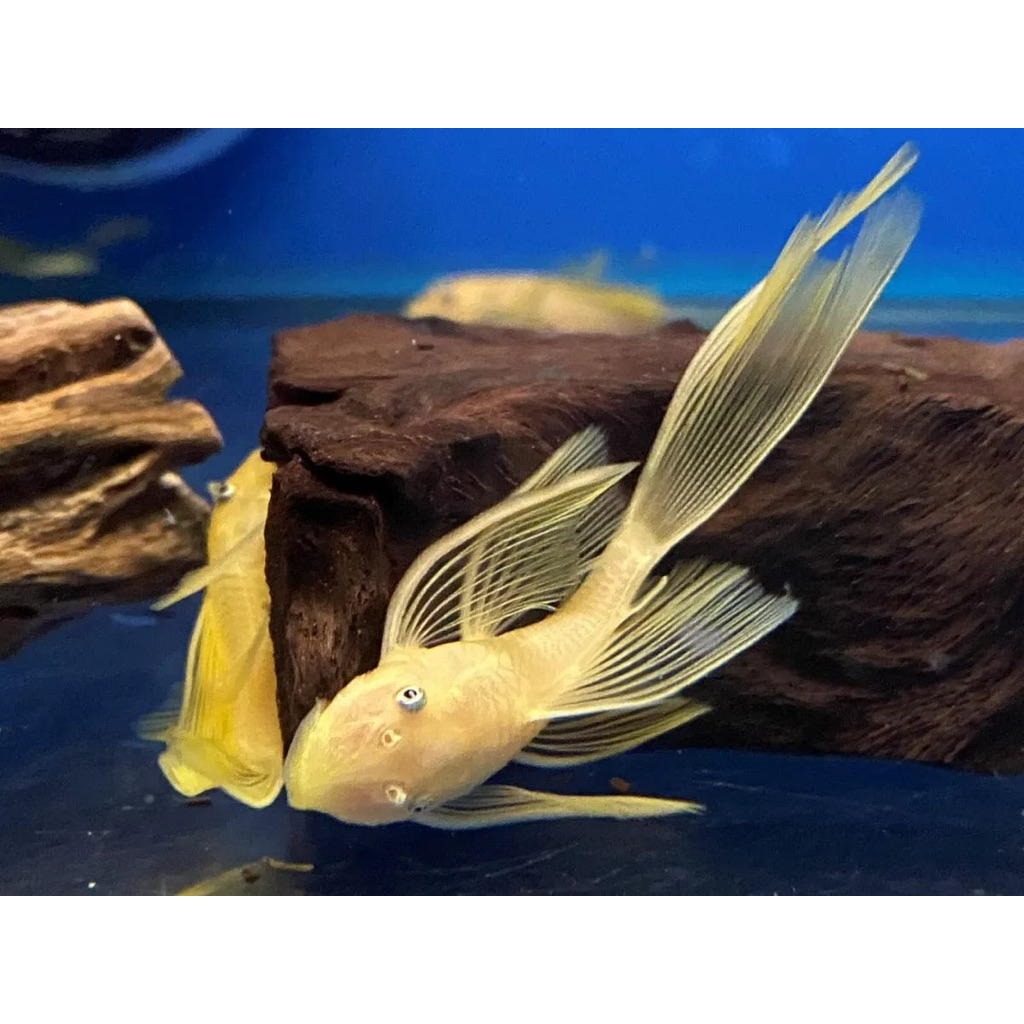 Sticker Brushmouth Albino Slayer/Pleco L144