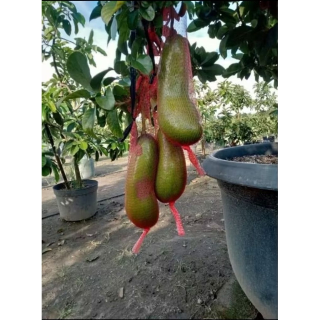 bibit tanaman buah alpukat kelud