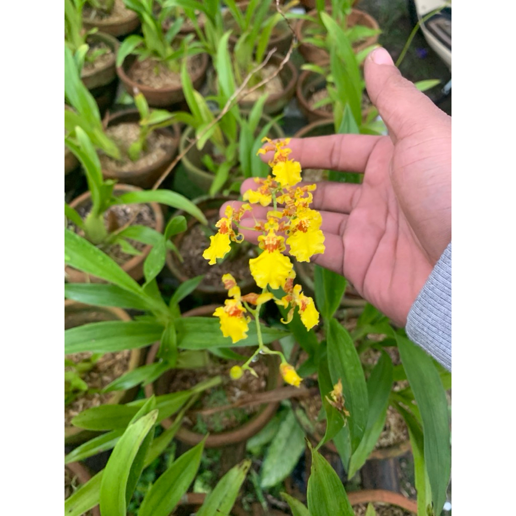 terlaris anggrek oncidium/oncidium angrek