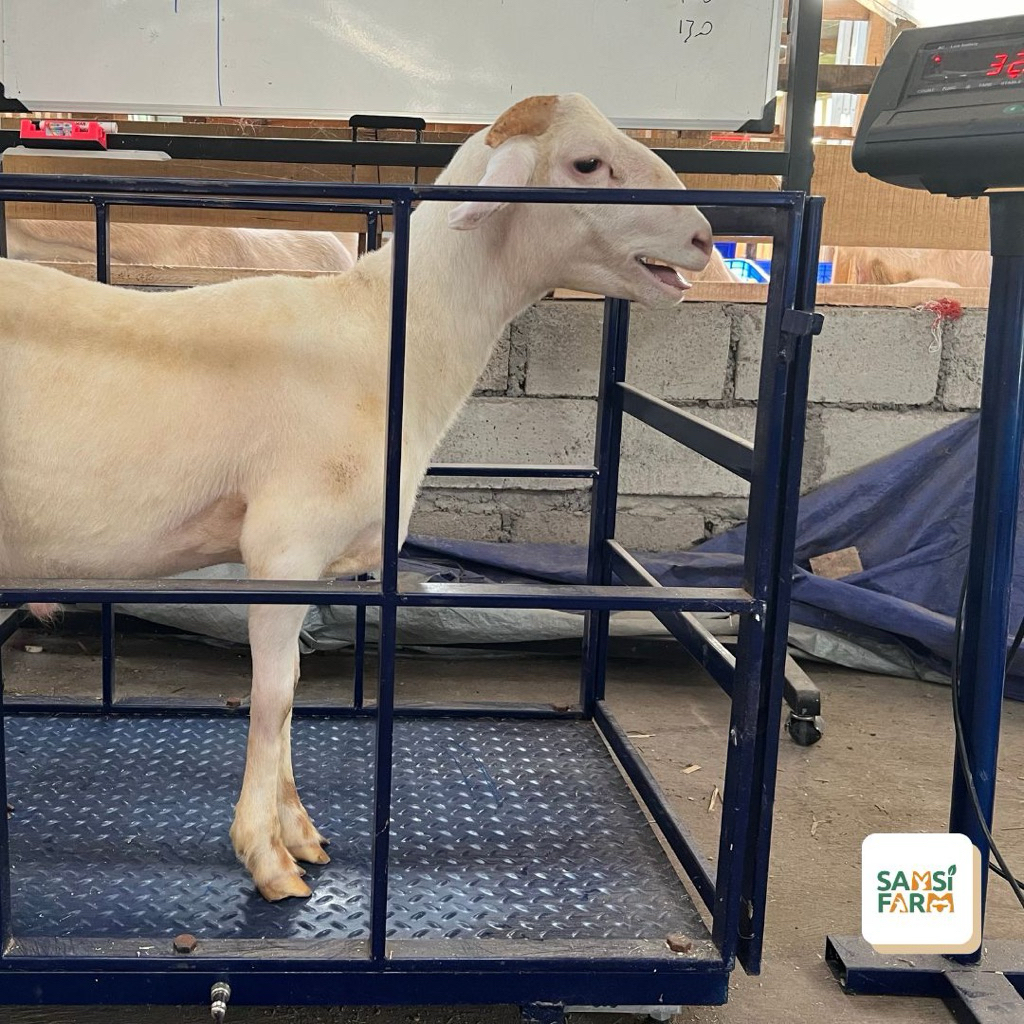 Kambing Domba Qurban