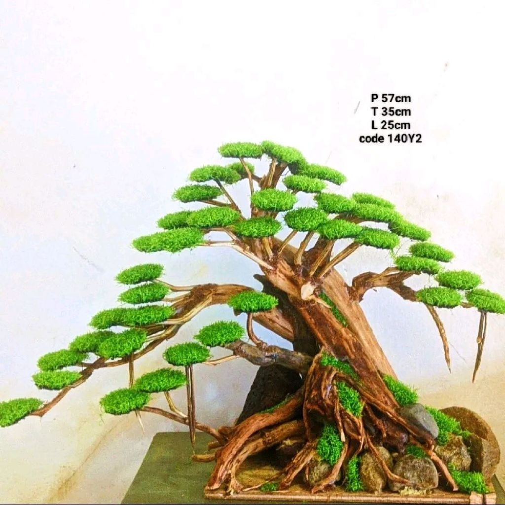 Bonsai aquascape ukuran 60cm