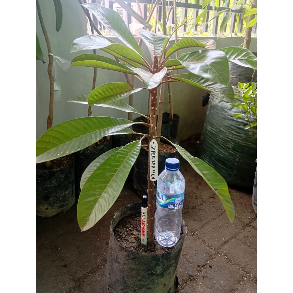 jual bibit mamey sapote/sawo mexico/sawo raksasa