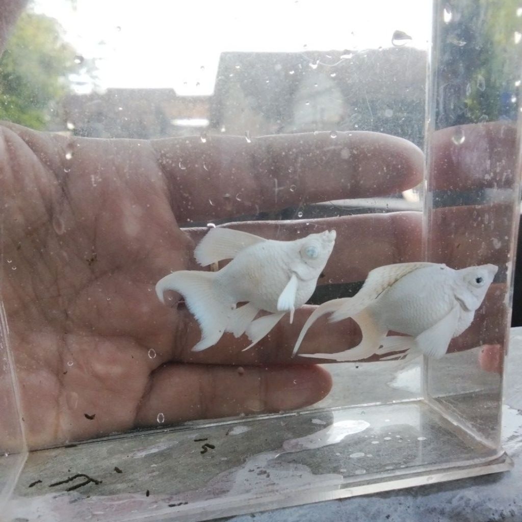 molly balon platinum full mask lyretail