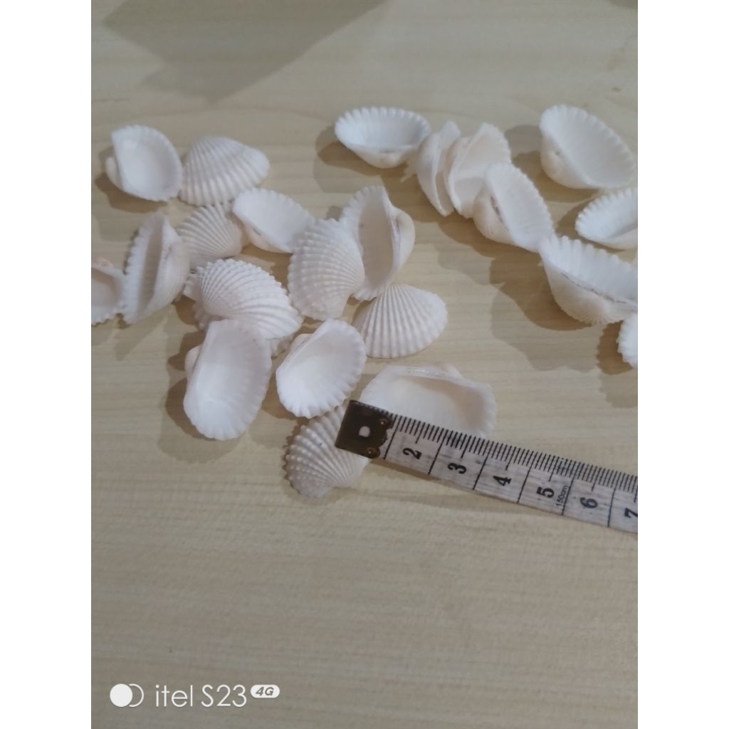 8 pcs kerang dara besar untuk hiasan kerajinan