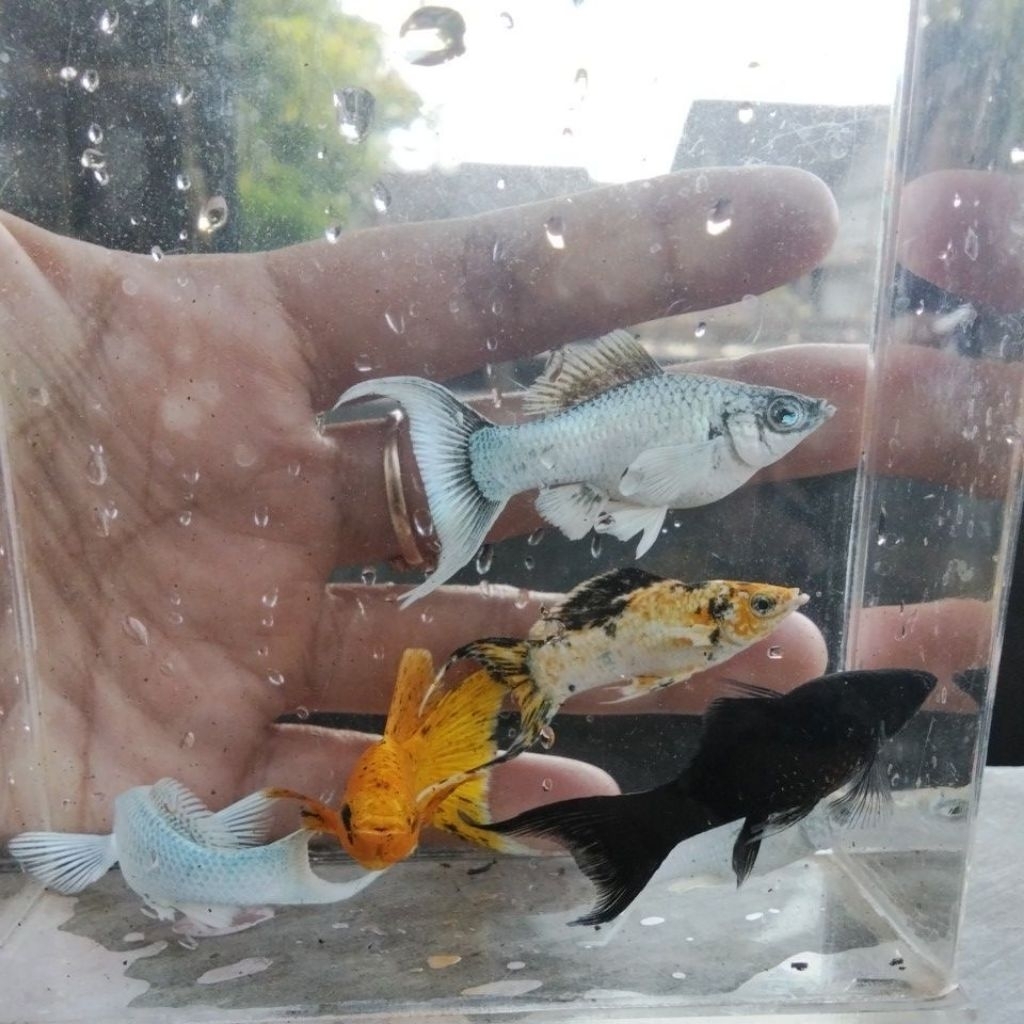 molly long body lyretail