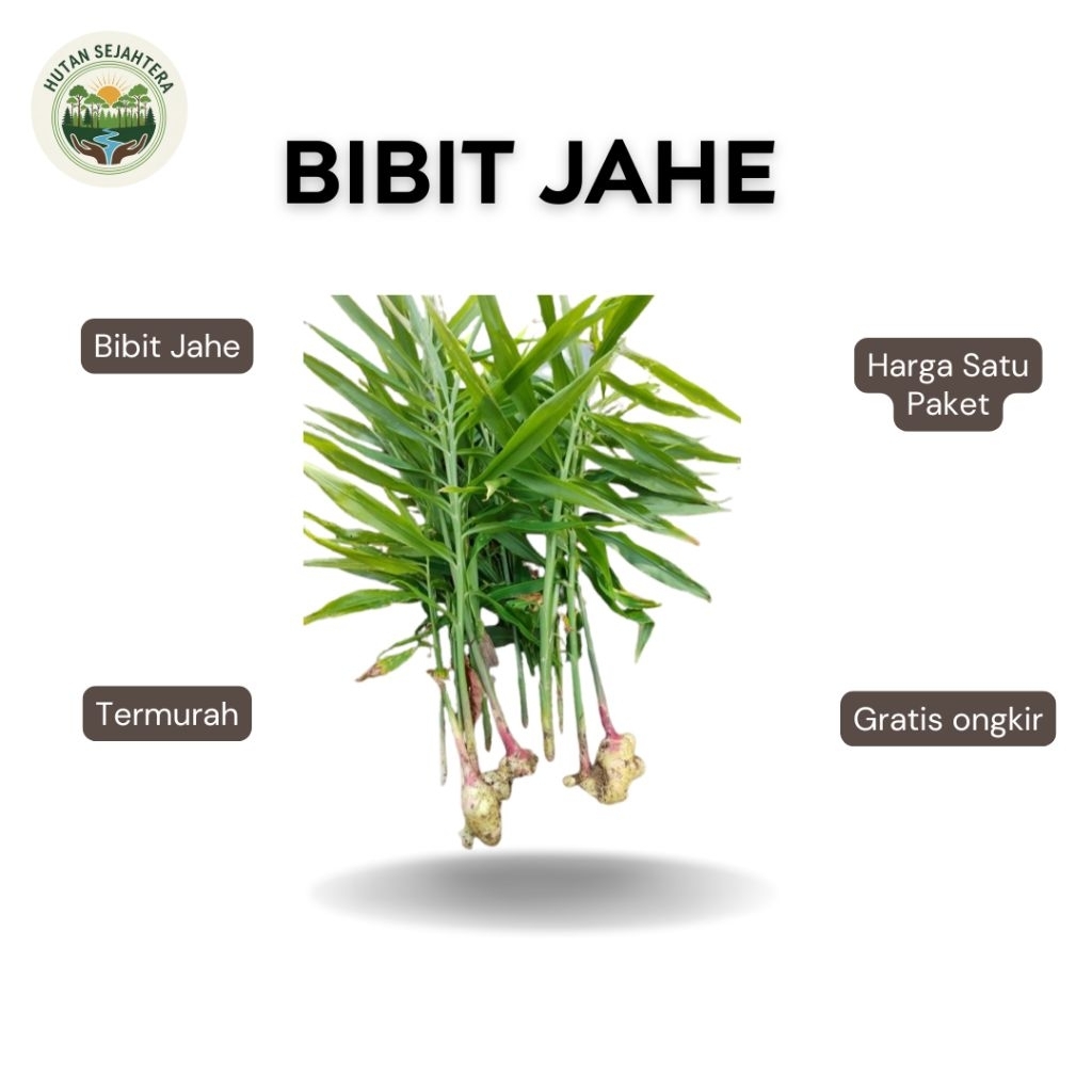 Bibit Jahe Siap Tanam