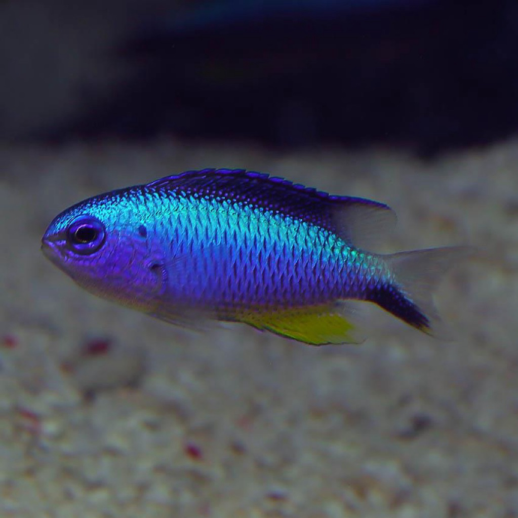 ikan hias laut betok allen / allenis damselfish