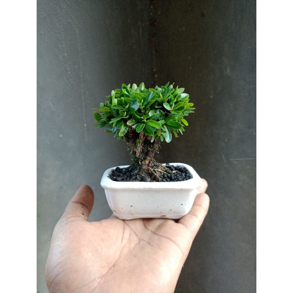 bonsai asoka super mikro
