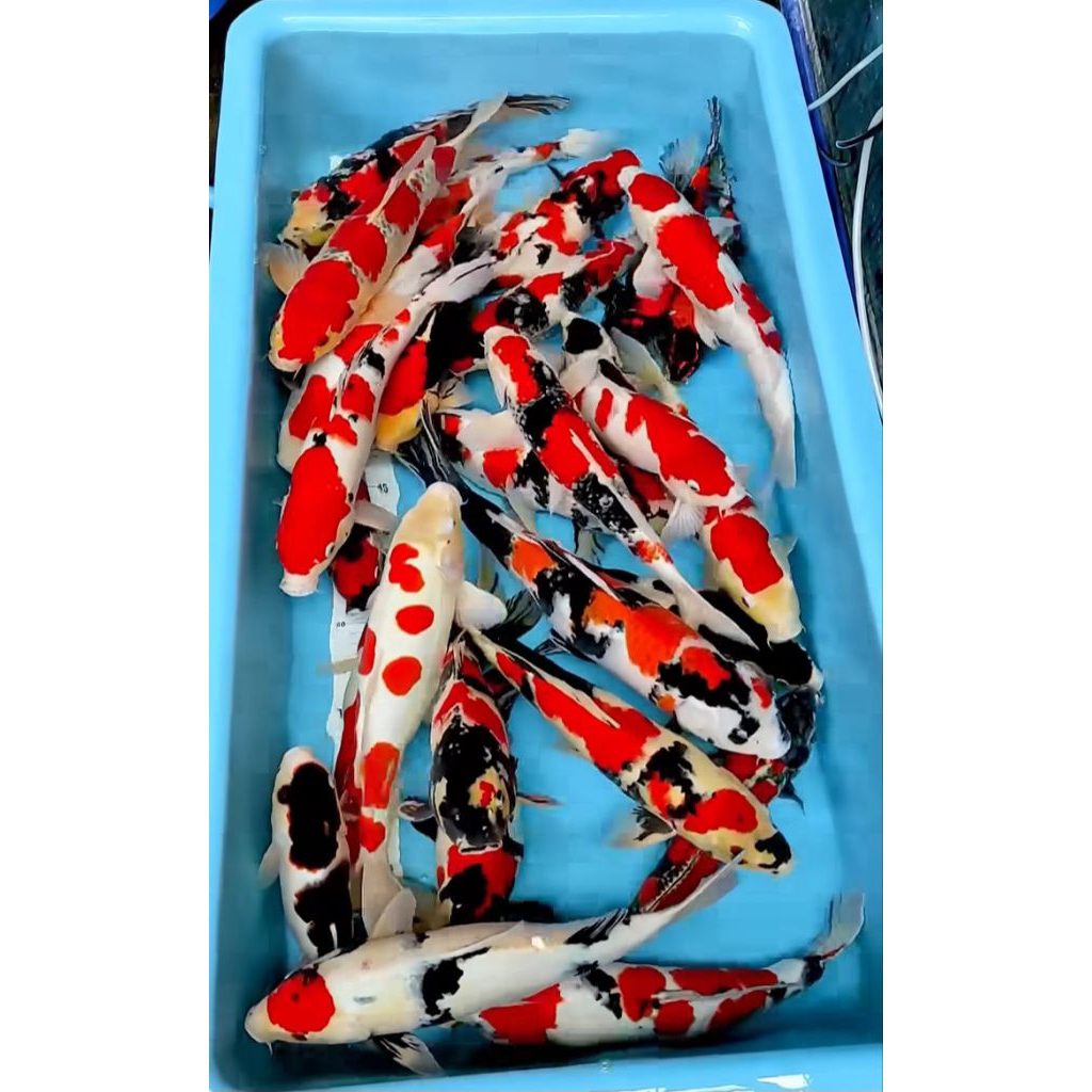 ikan koi kohaku sanke indukan shiro jumbo size 45cm