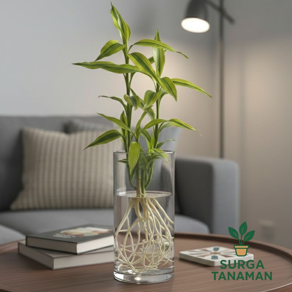 Tanaman media air bambu hoki varigata kuning - tanaman bambu hoki varigata kuning - bambu hoki sri r