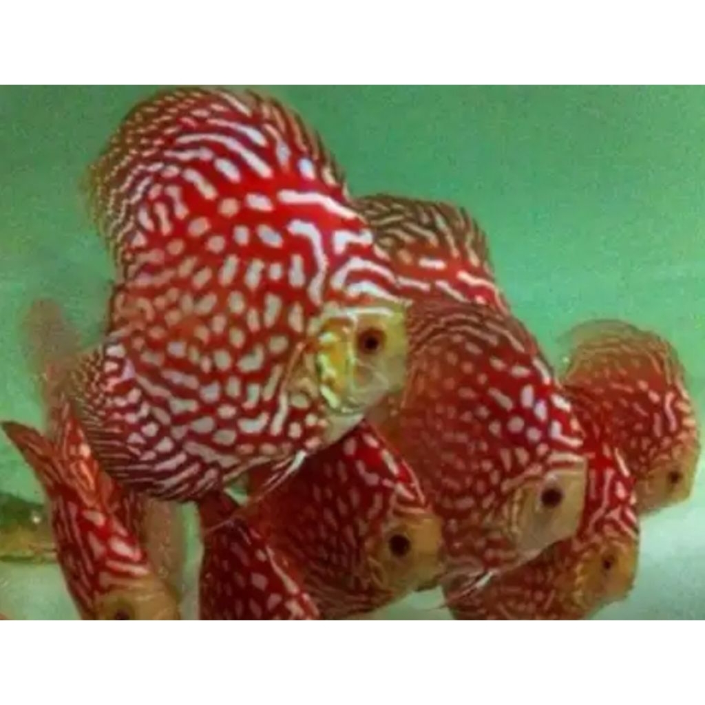 Discus Pigeon Cherry Red Snack