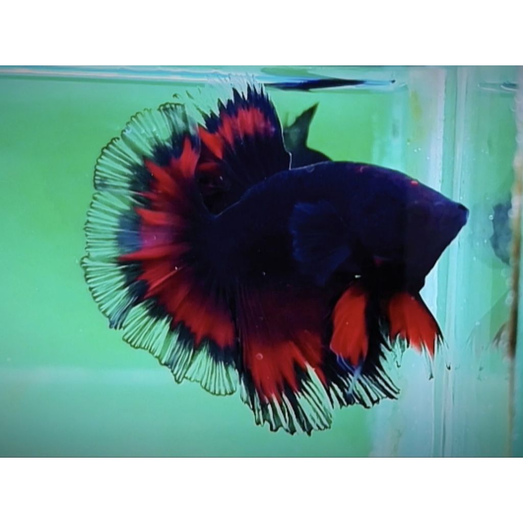 HM BLACK VAMPIR + HM AVATAR VAMPIR