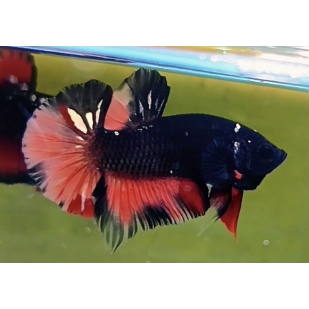 HIASAN AQUARIUM CUPANG AVATAR NEMO