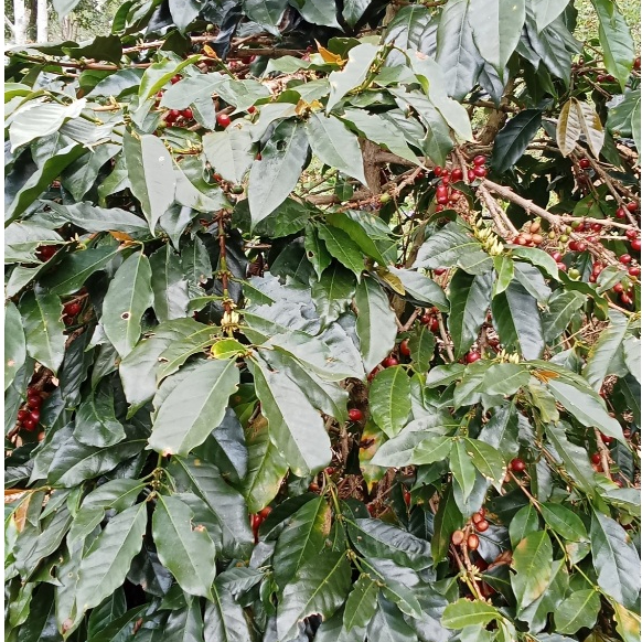 Benih Biji Kopi Arabica Jawa Barat 500 Butir