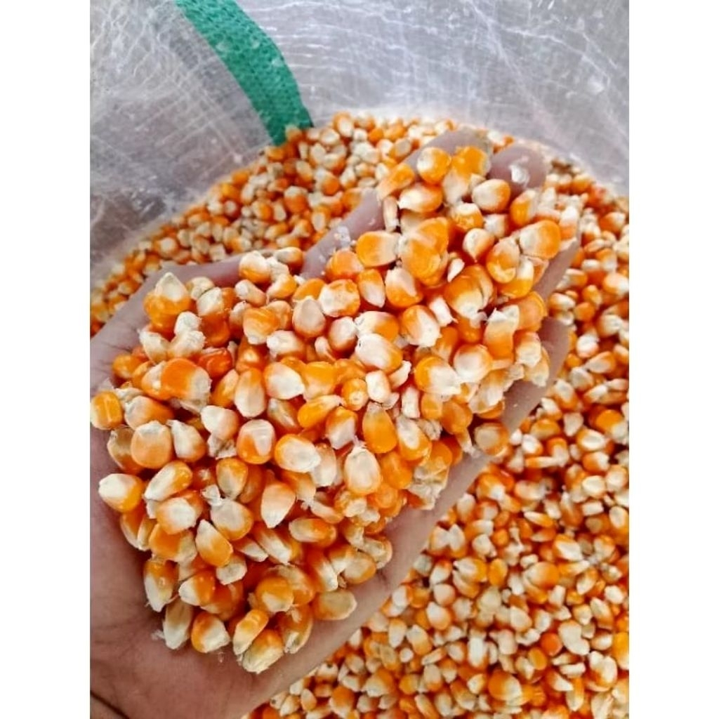 Jagung Hibrida Kering Pakan Burung Dara Merpati - Jagung Pipil Pakan Ayam - Jagung Utuh Kering Pakan