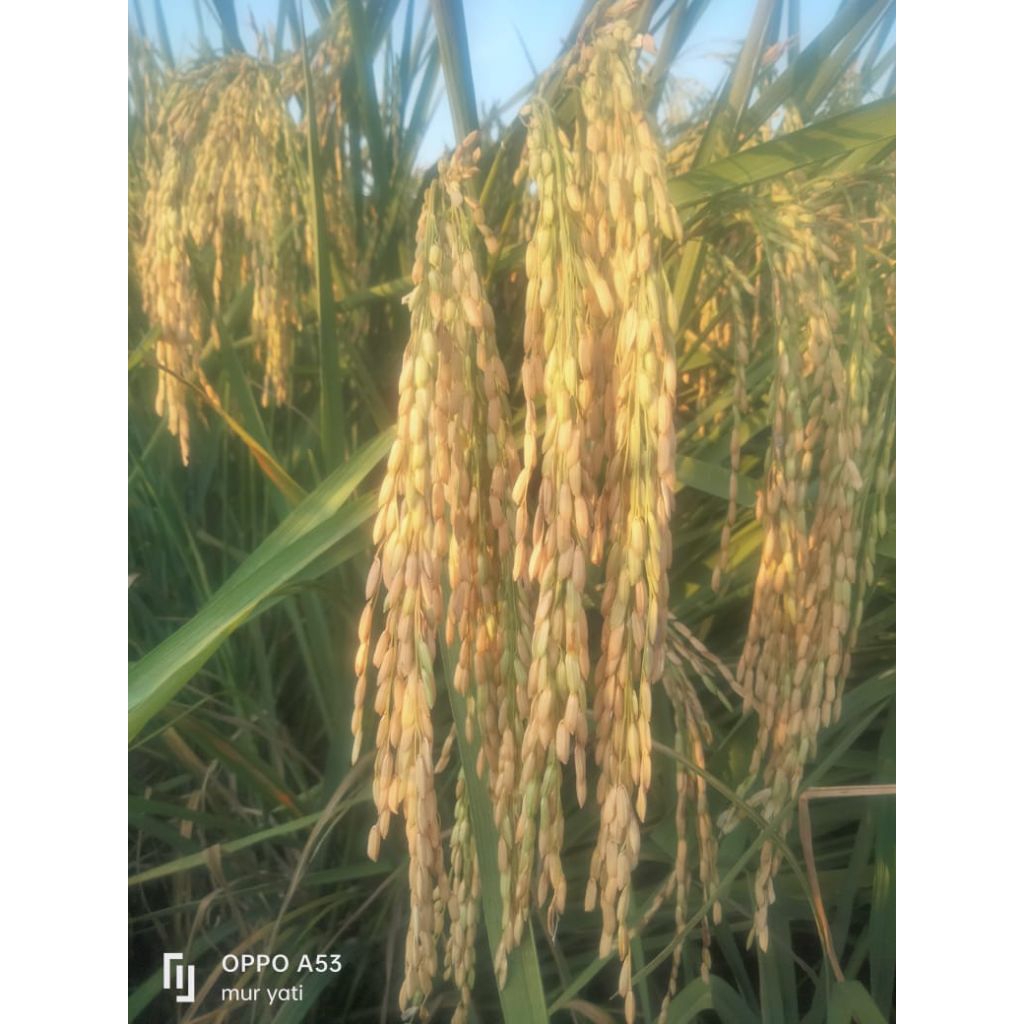 INPARI 42 JUMBO KEMSAN 1 KG