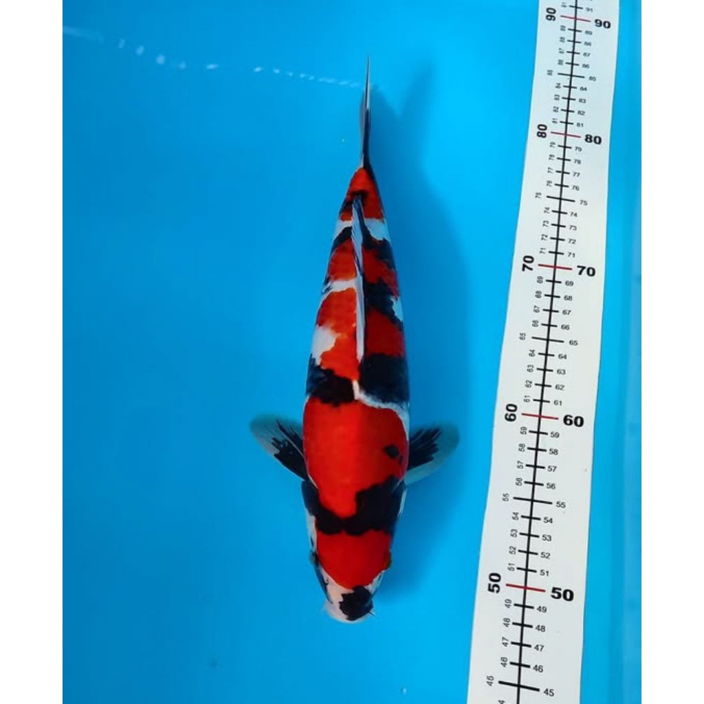 Koi Showa Size 28-30cm