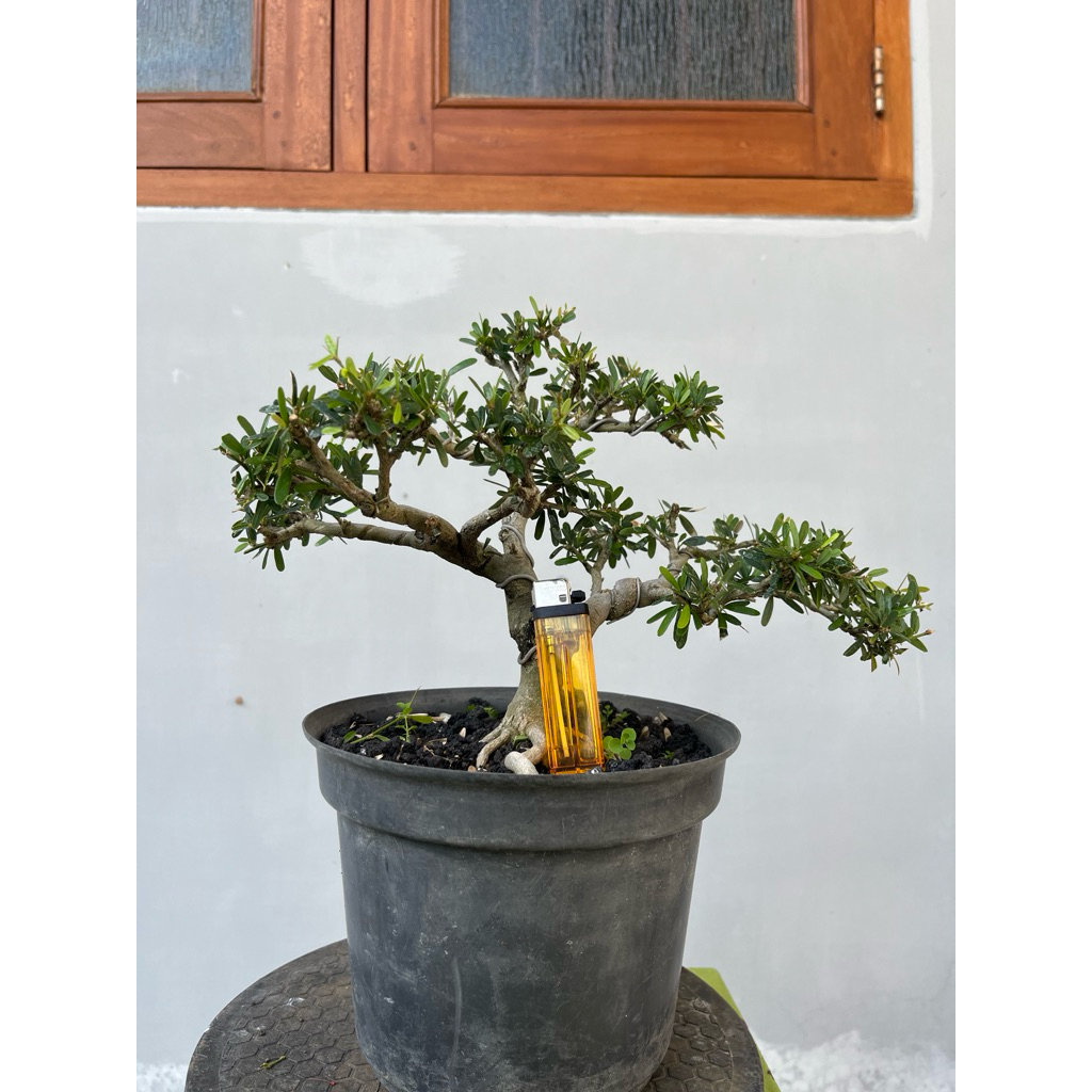 Bonsai Saeng Simbur