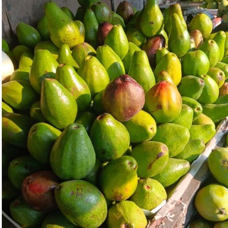 Alpukat Mentega Matang Pohon Segar 1kg | Alpukat Mentega Organik Premium