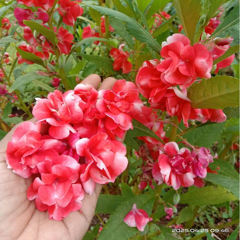 10 Butir Benih Bunga Pacar Air Tumpuk Impatiens Balsamina Gradasi Merah Putih