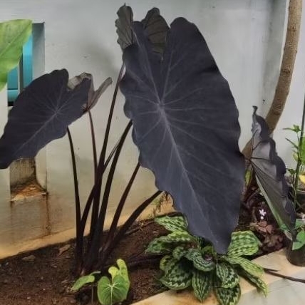 Colocasia Black Magic