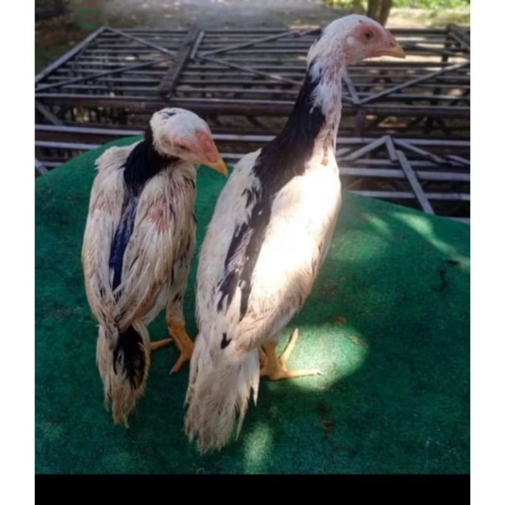 Ayam Tulak ORI asli pilihan