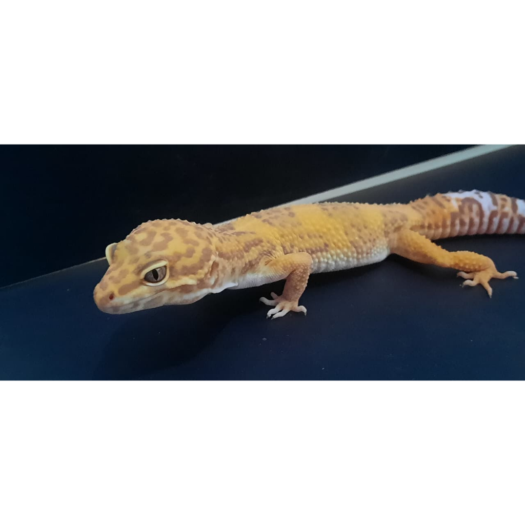 MAINAN SUNGLOW TREMPER GECKO LEOPARD