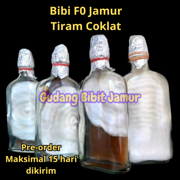 Bibit F0 Jamur Tiram Putih atau Coklat Berkwalitas
