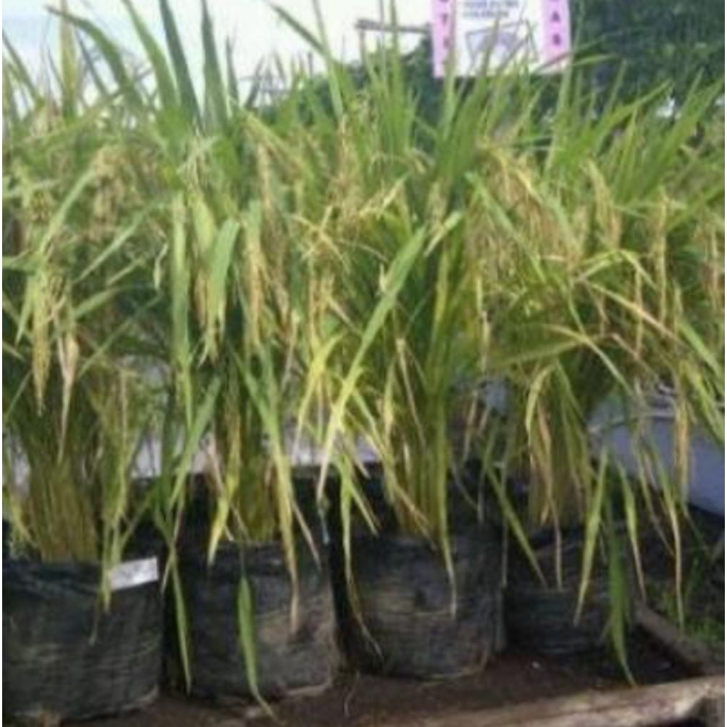 Benih padi SERTANI 13A Kemasan 1kg