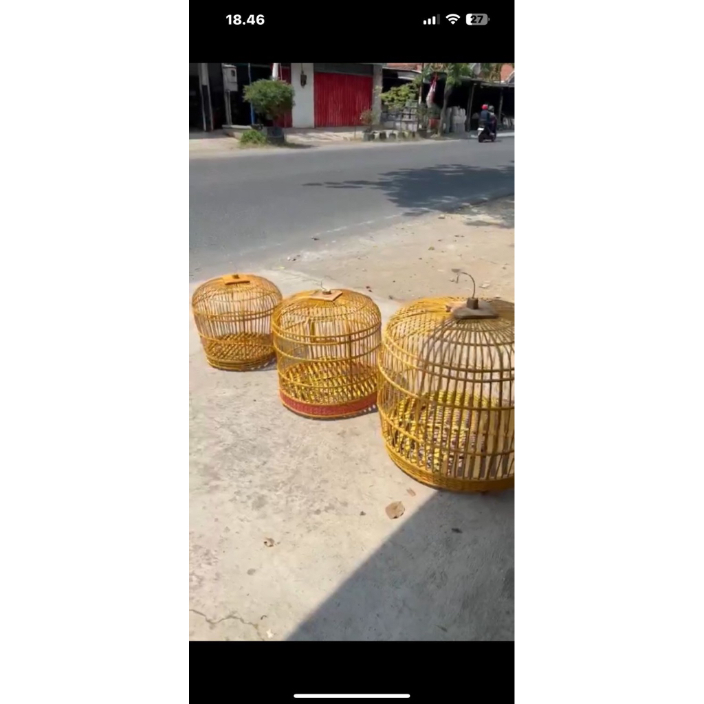 kurungan ayam hutan besar