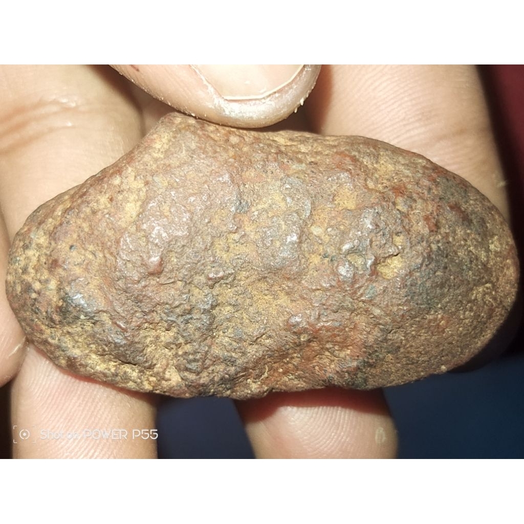 kijing bungkam merah