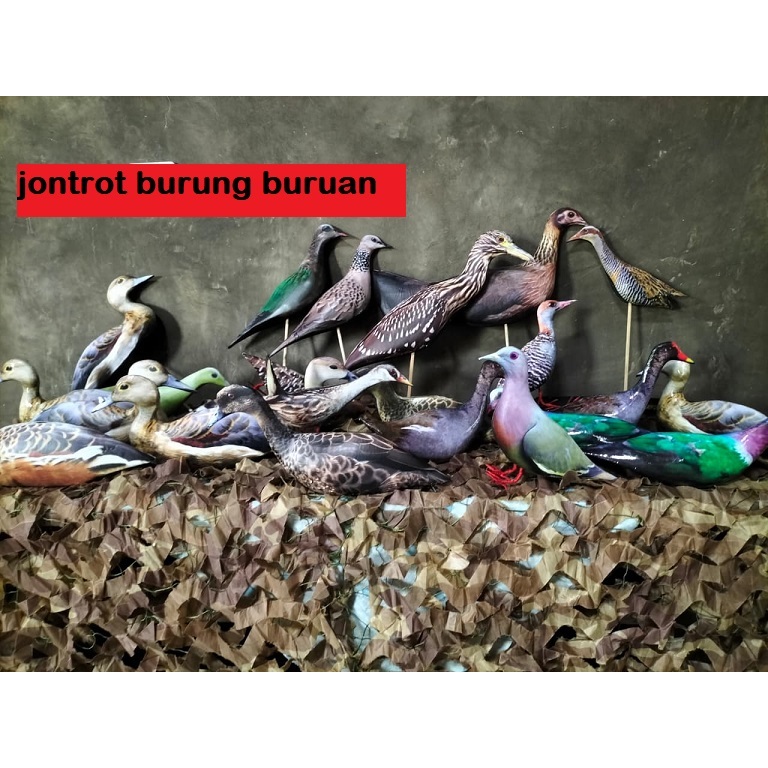 JONTROT BURUNG BURUAN MANDAR BIRU GOAK HITAM TEKUKUR AYAM HUTAN PUNAI LIMUKAN DERUK BELIBIS BATU AMP