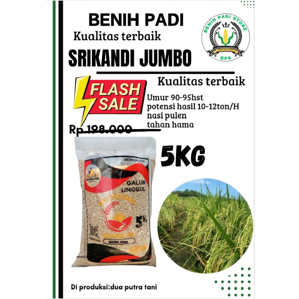 BENIH PADI UNGGUL SRIKANDI JUMBO 5KG BIBIT UNGGUL BERKUALITAS PREMIUM