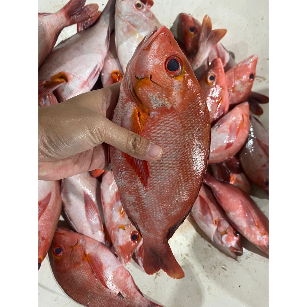Kakap Merah / Ikan Kakap Merah 1kg / Ikan Kakap Merah Segar / Ikan Kakap Merah Fresh / Ikan Kakap