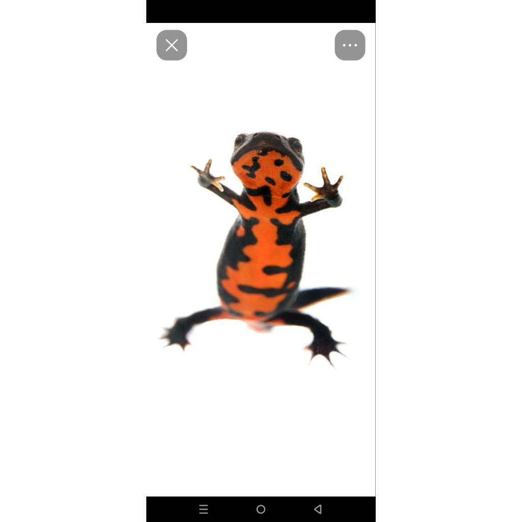 Salamander red Belly Amfibi Grade A