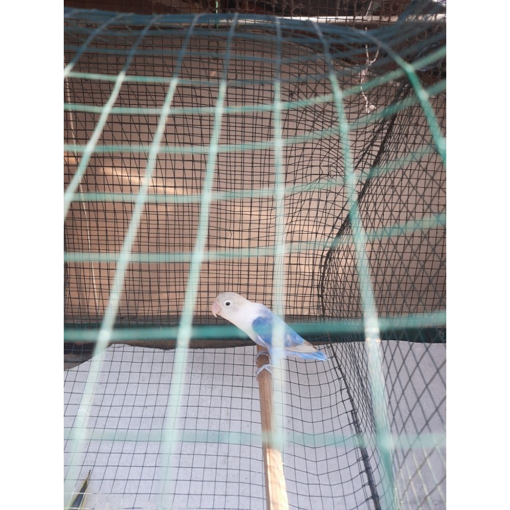 Lovebird blue dewasa betina