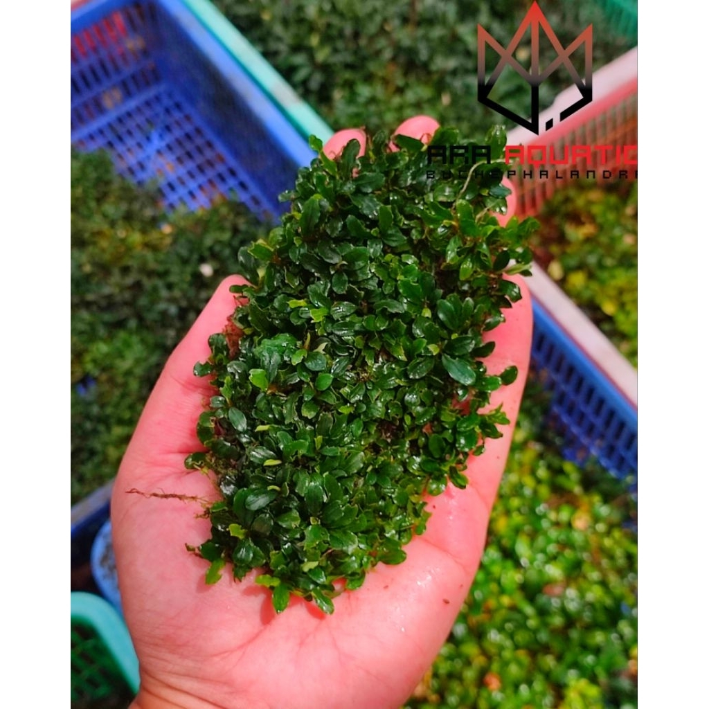bucephalandra super mini silver