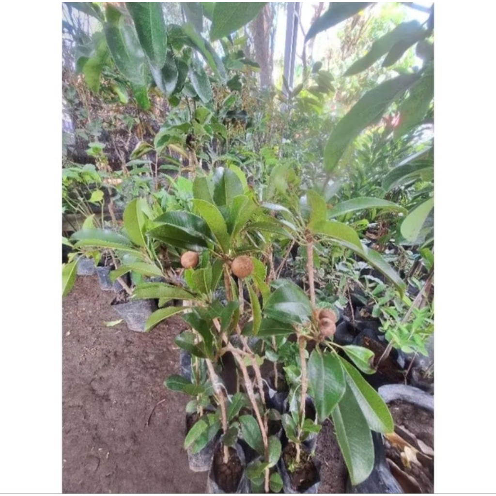 bibit buah sawo manila kondisi sudah berbunga/berbuah
