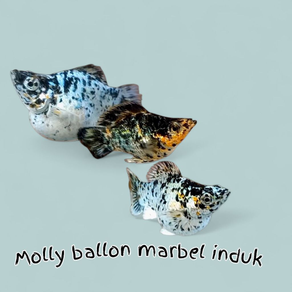 molly ballon marbel dewasa