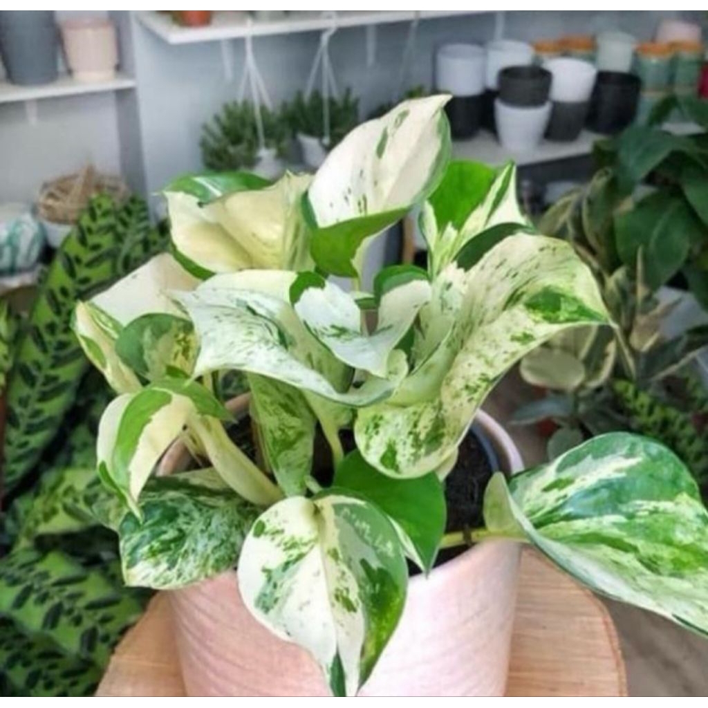 tanamab hias sirih gading manjula / sirih gading manjula