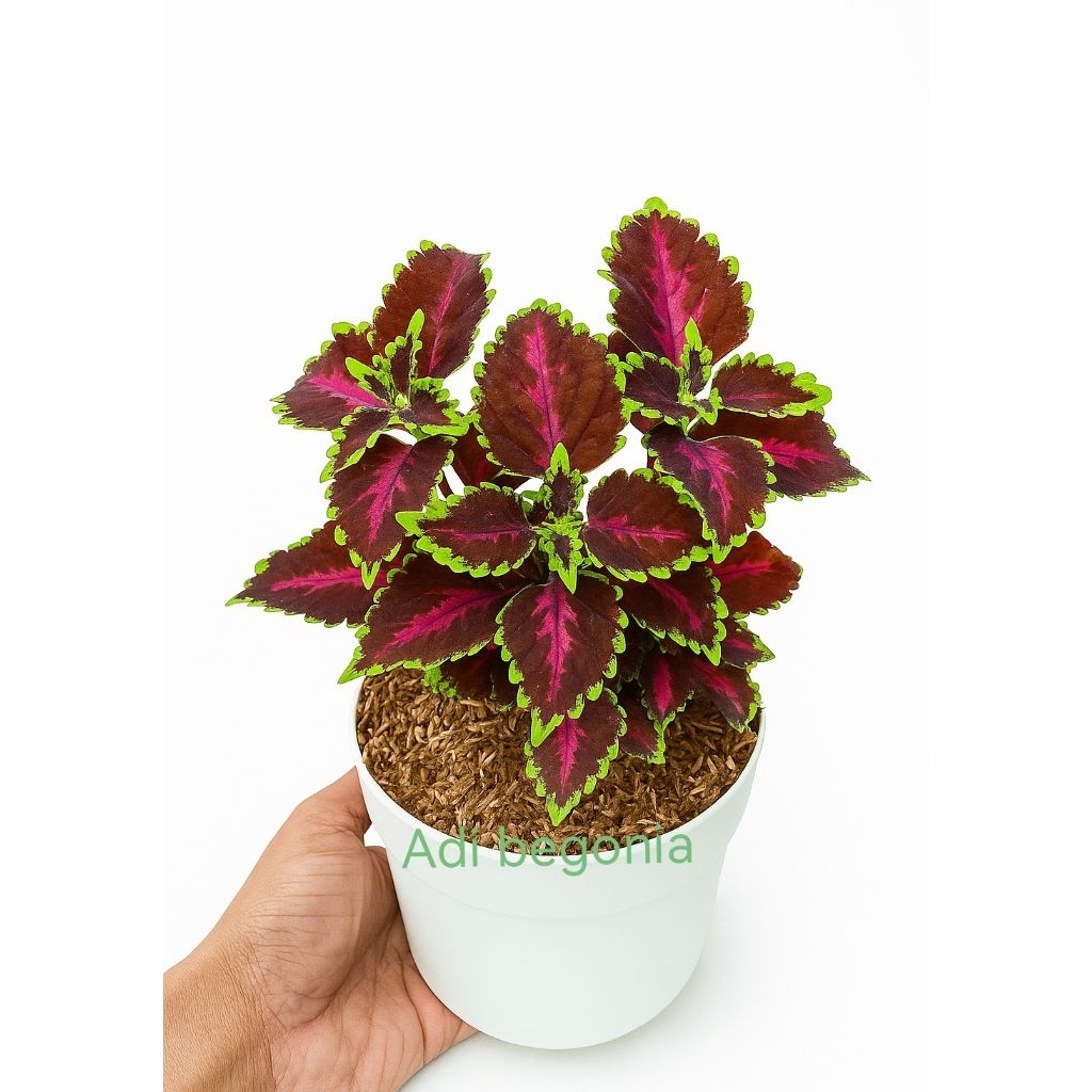 tanaman hias daun miana ungu list kuning jawer kotok