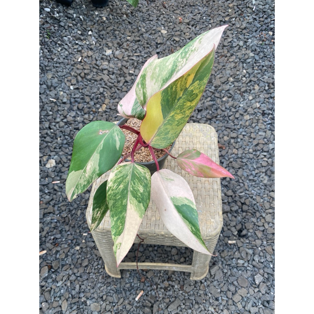 philodendron strawberry shake