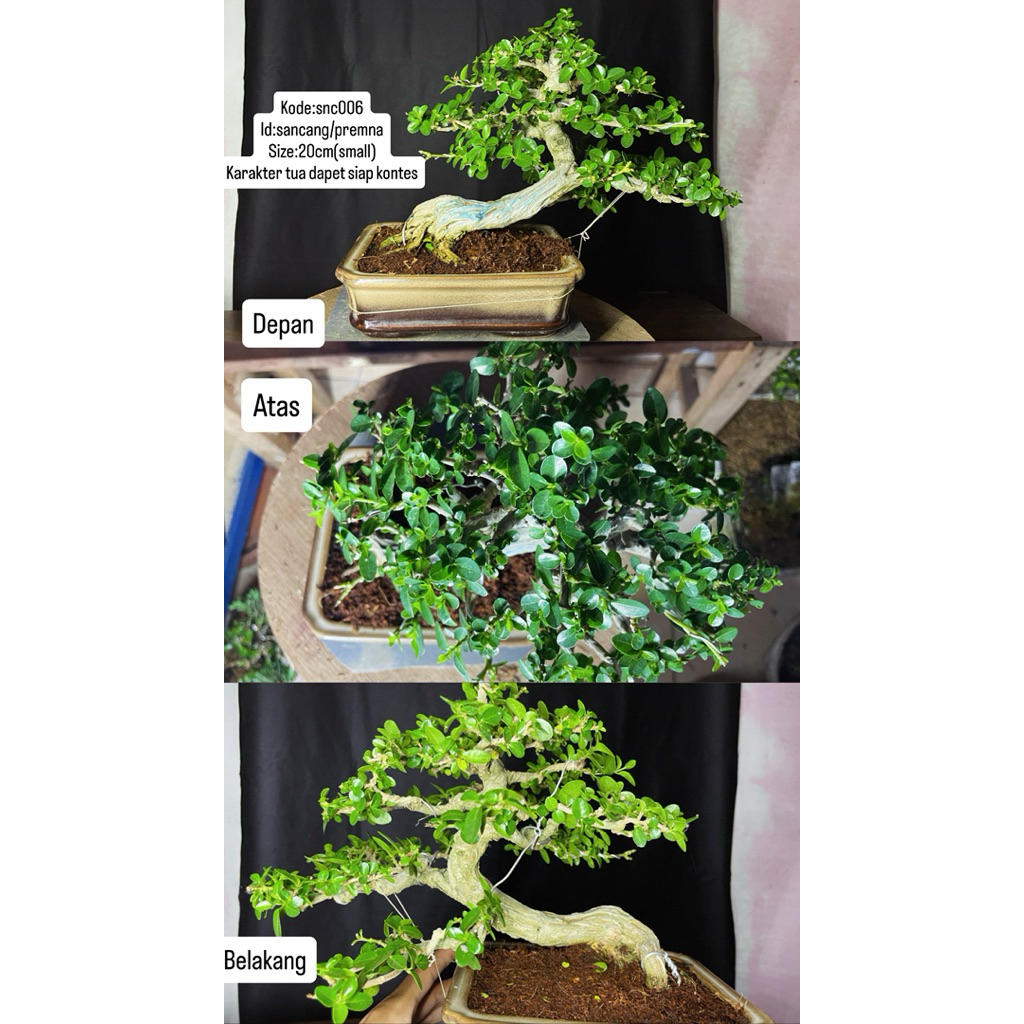 bonsai siap kontes dan kontes bogel /meliuk /prospek /kontes / expoose/ sancang