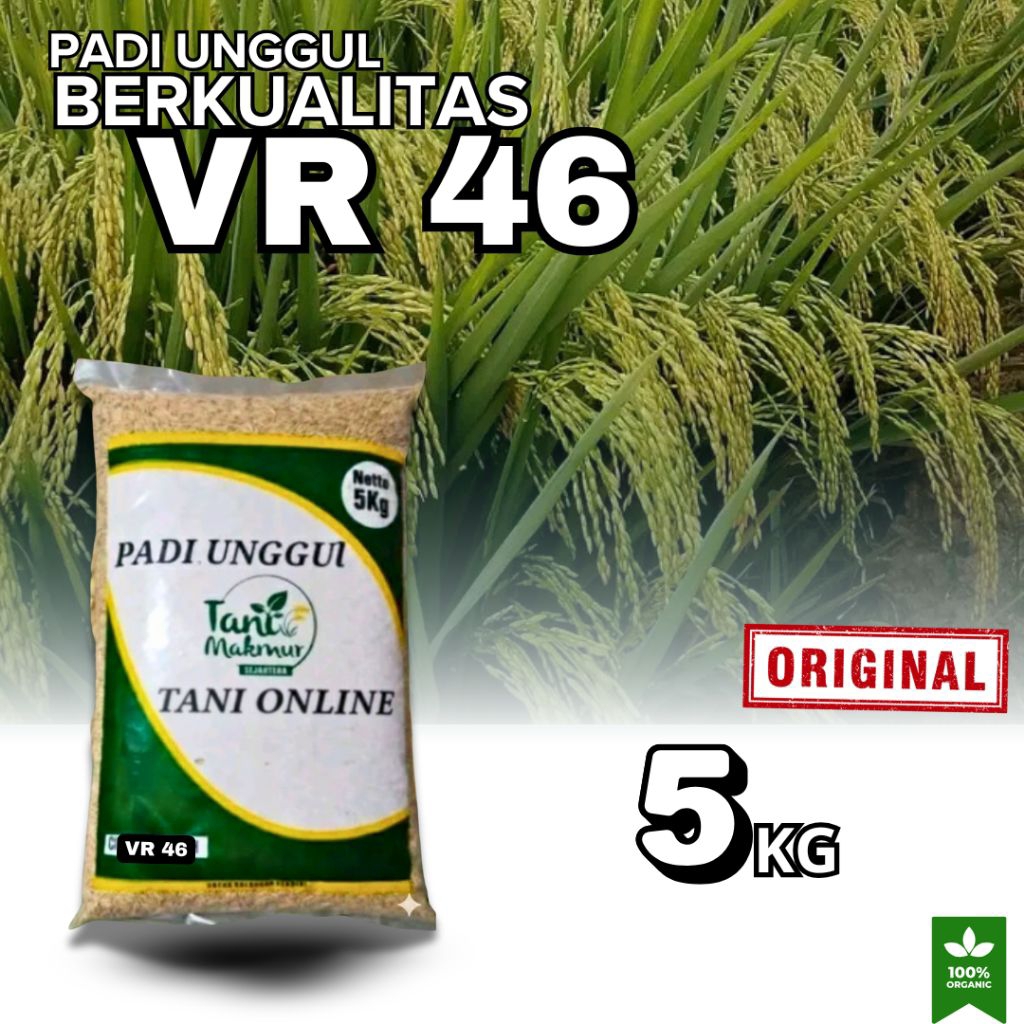 BENIH PADI UNGGUL VR 46 ORIGINAL KEMASAN 5KG